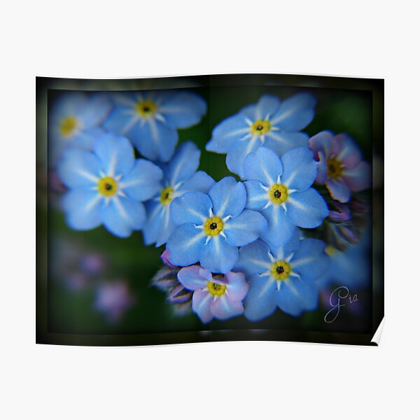"Forget Me Not" Poster