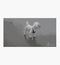 Lovable Maltese Dog Photographic Print