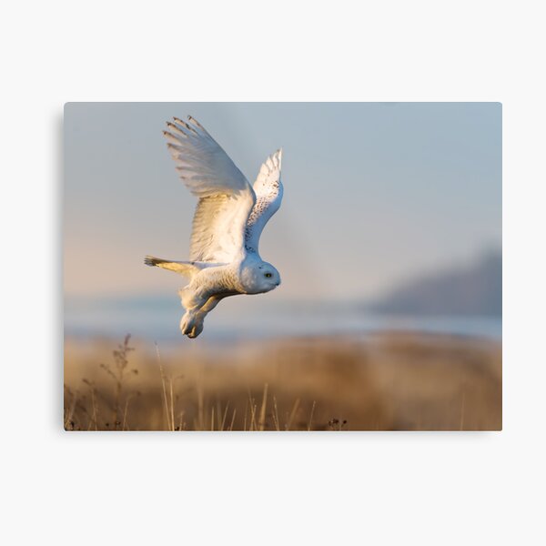 A Snowy Owl Takes an Early Morning Flight Metal Print
