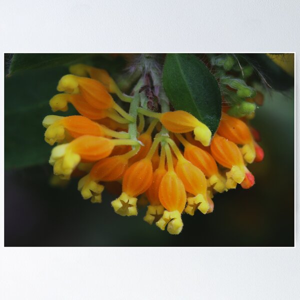 Item preview, Grevillea pimeleoides designed and sold by andrachne.