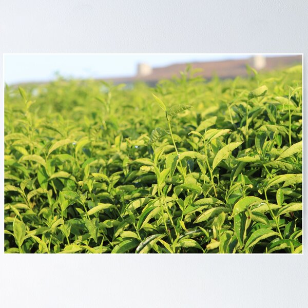 Item preview, Tea plantation at Nyungwe Forest Lodge designed and sold by Marc BF.