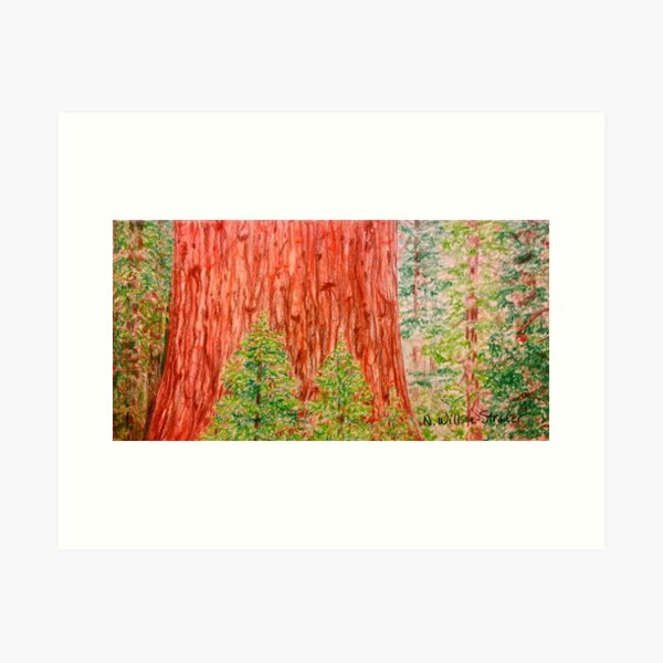 California Redwood Art Print