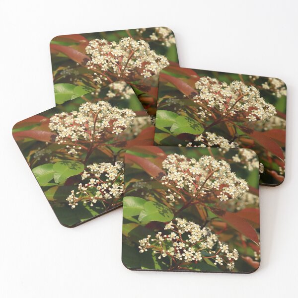 Item preview, Viburnum in bloom designed and sold by annalisa56.