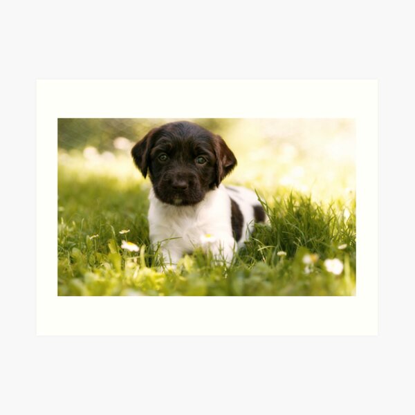 Small Munsterlander Puppy lying in Grass Art Print