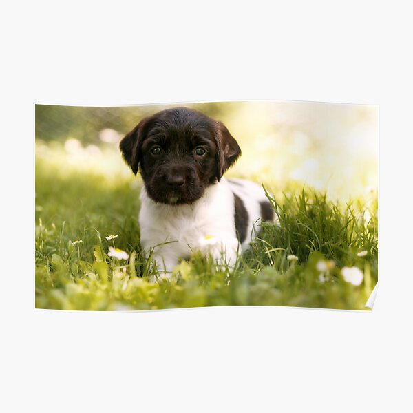 Small Munsterlander Puppy lying in Grass Poster