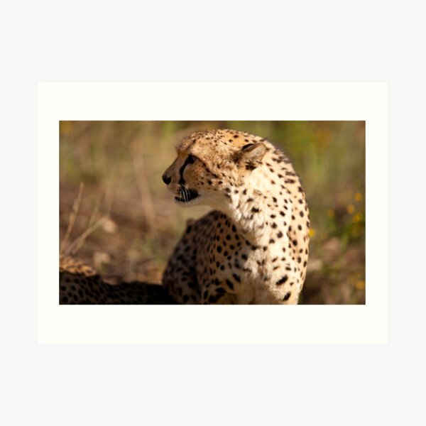 Cheetah close-up Art Print
