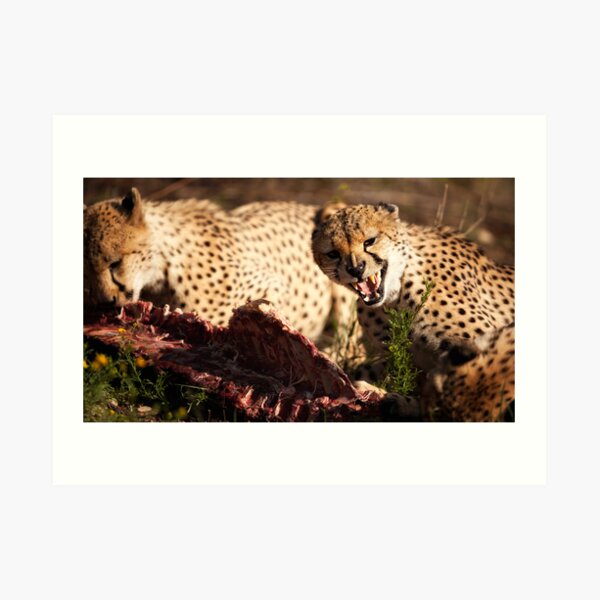 Group of Cheetahs fighting of Food Art Print