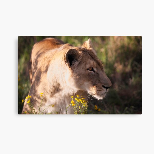 Lioness sneaking up Canvas Print