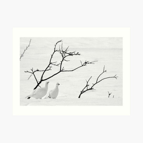 Ptarmigan Winter Art Print