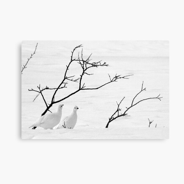 Ptarmigan Winter Metal Print