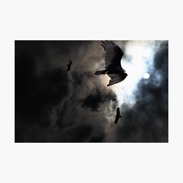 The Vultures Have Gathered In My Dreams . Version 2 . Golden Photographic Print