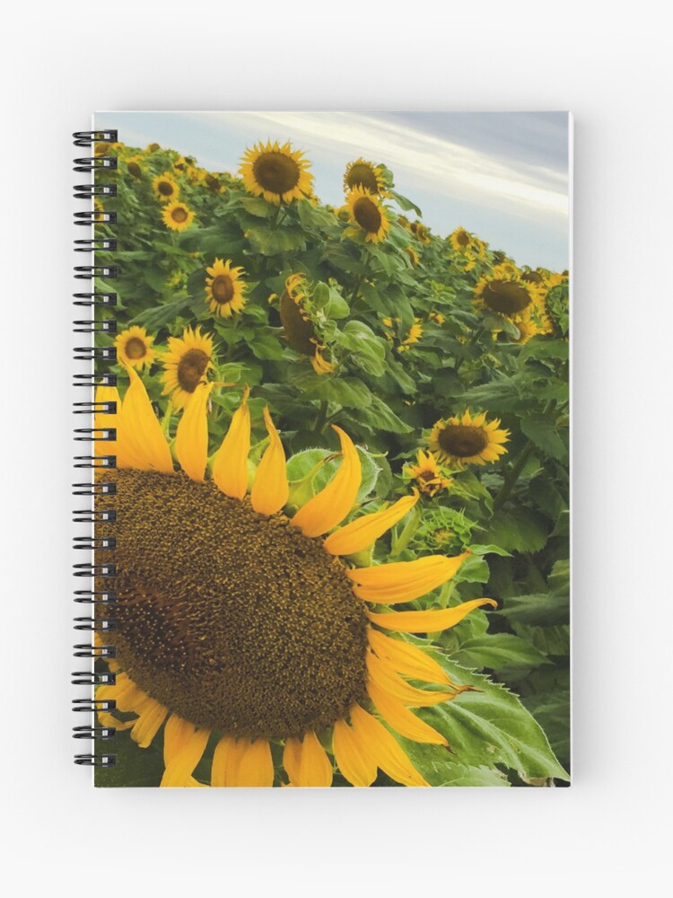 Cuaderno de espiral «Girasoles en el campo con hermoso girasol grande» de  kavipoet369 | Redbubble