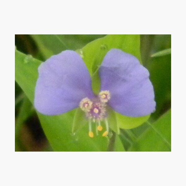 Item preview, "HUNH?" - False Day Flower designed and sold by Navigator.