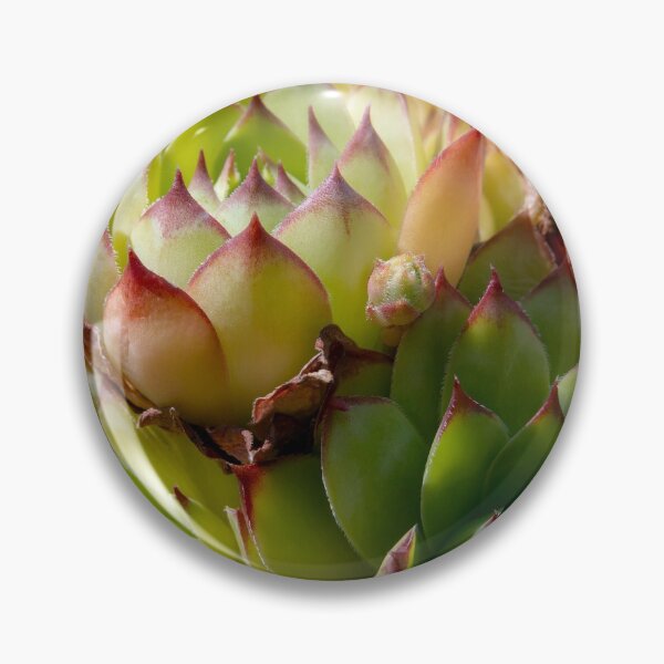 Item preview, Common Houseleek Plant Close Up designed and sold by MarkUK97.