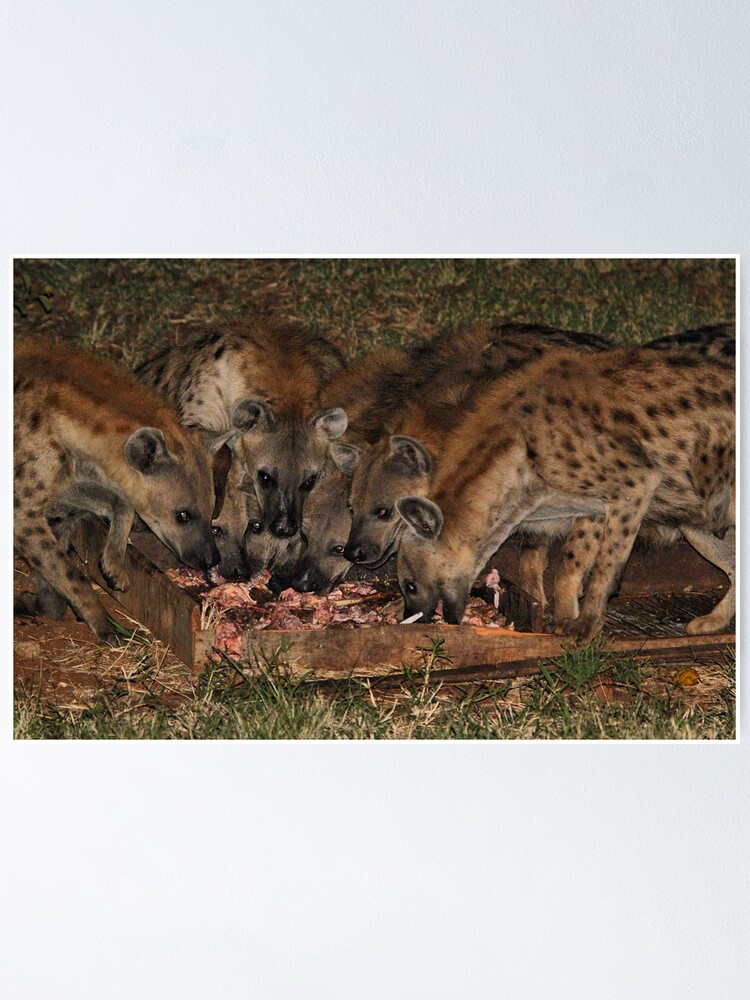 "Pack of Spotted Hyena Scavenging at Night" Poster by Carole-Anne
