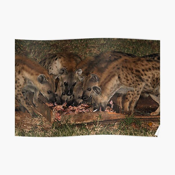 "Pack of Spotted Hyena Scavenging at Night" Poster by Carole-Anne