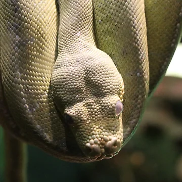 Artwork thumbnail, Python by Mickpew