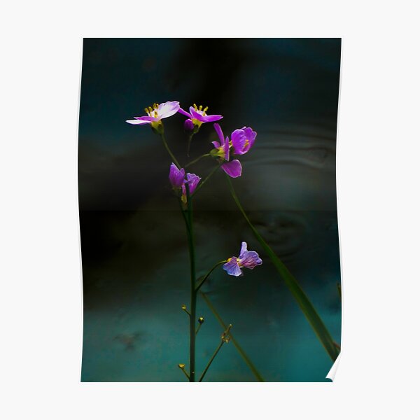 purple flowers by Alet Poster