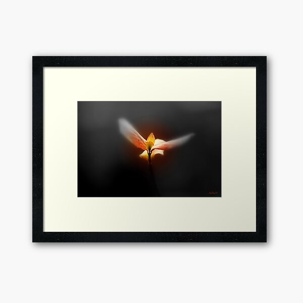 Flight Dream Framed Art Print