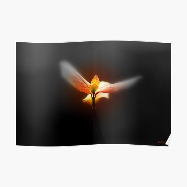 Flight Dream Poster