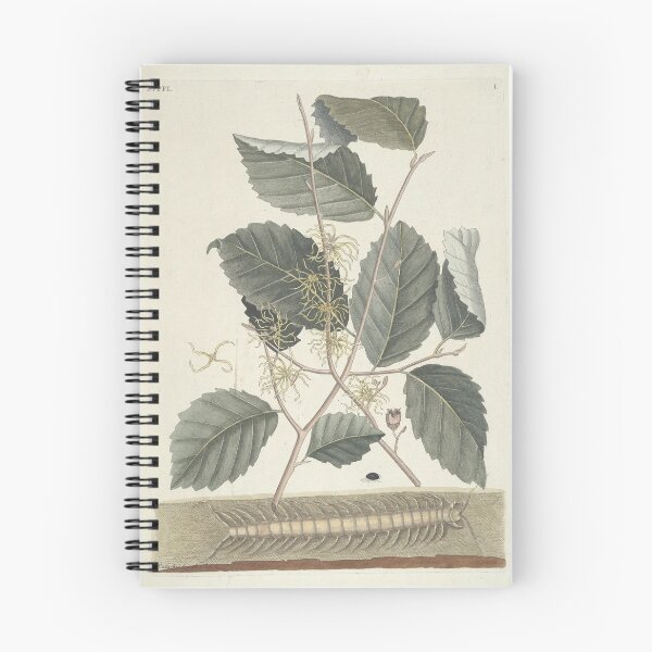Item preview, Centipede and Witch Hazel Vintage Botanical Print  designed and sold by Vintage Wall Art.