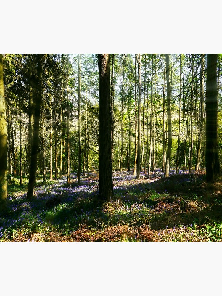 Bluebell Woods by ScenicViewPics