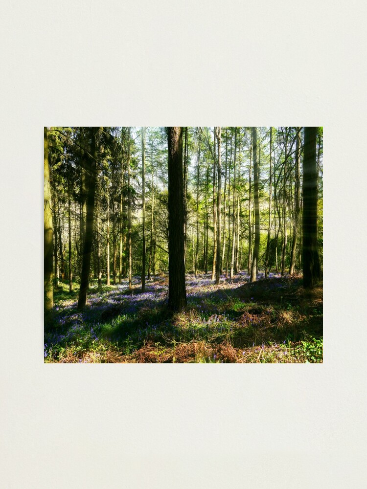 Alternate view of Bluebell Woods Photographic Print