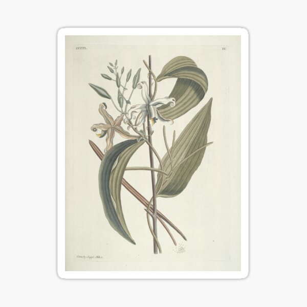 Item preview, Mexican Vanilla Vintage Botanical Print by Mark Catesby, 1777 designed and sold by Vintage Wall Art.