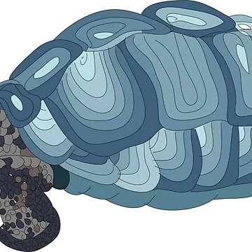 Artwork thumbnail, Turtle by Rococodesigns