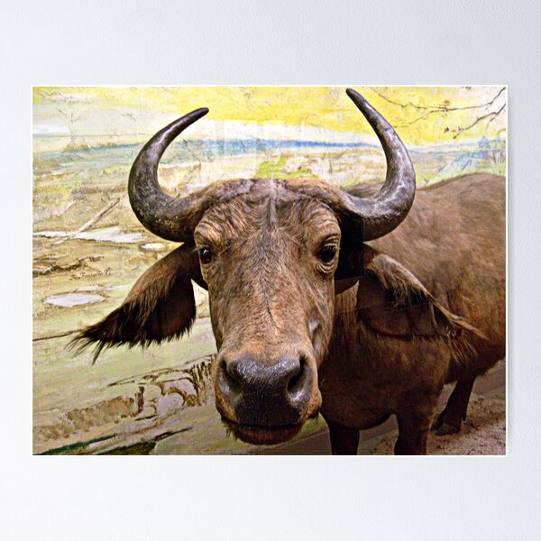 Item preview, African Buffalo designed and sold by Jane Neill-Hancock.