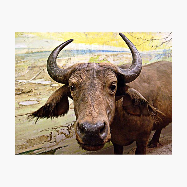 Item preview, African Buffalo designed and sold by Jane Neill-Hancock.