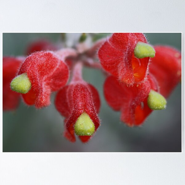 Item preview, Grevillea saccata designed and sold by andrachne.