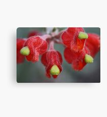 Grevillea saccata Canvas Print
