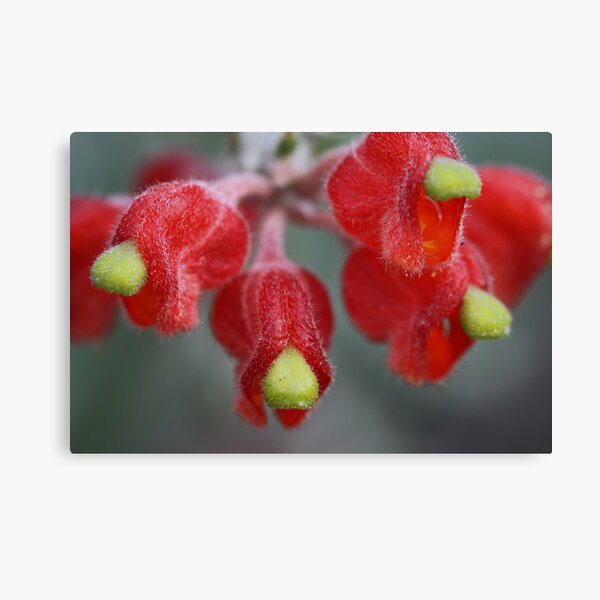 Item preview, Grevillea saccata designed and sold by andrachne.