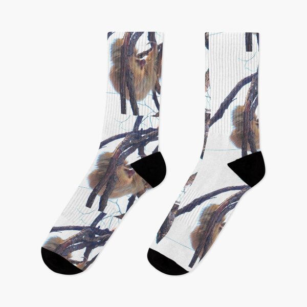 Item preview, Two-toed sloth and orchids in Costa Rica designed and sold by Chloé Yzoard.