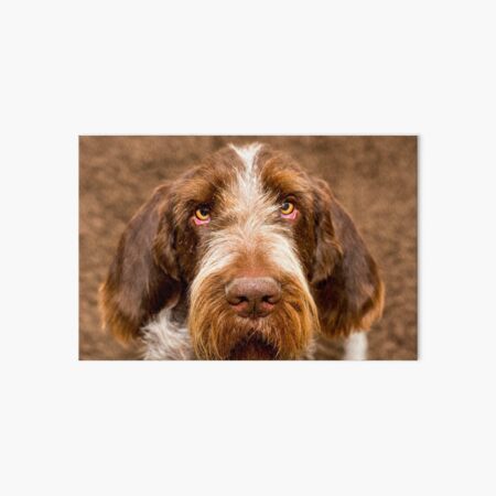Love is where we are Spinone Art Board Print