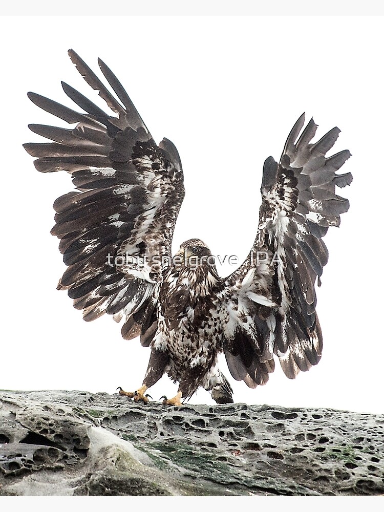 Immature Eagle, Belle Chain Islets by tobysnelgrove