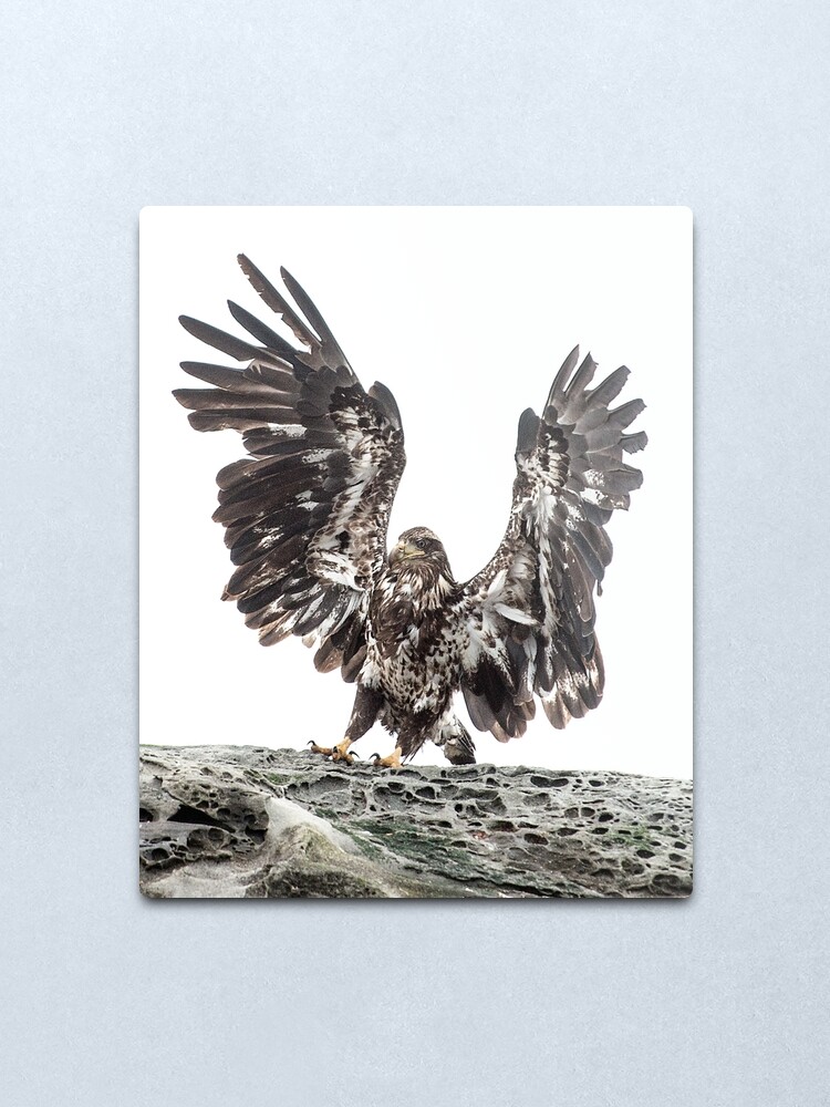 Alternate view of Immature Eagle, Belle Chain Islets Metal Print