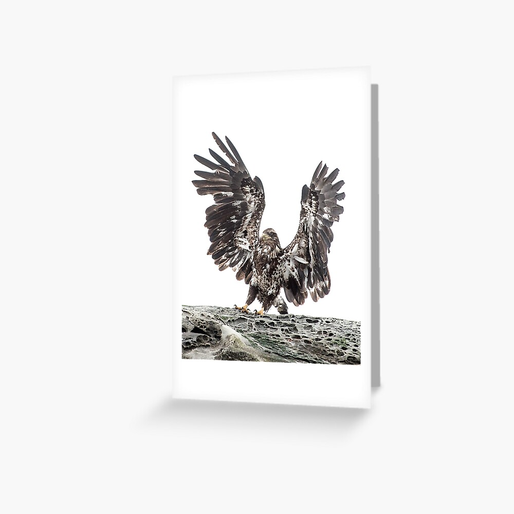 Immature Eagle, Belle Chain Islets Greeting Card
