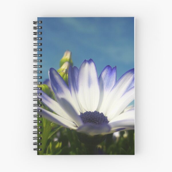Item preview, Osteospermum designed and sold by angel1.
