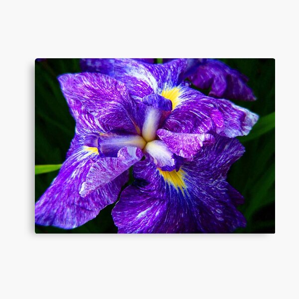 Iris © Canvas Print