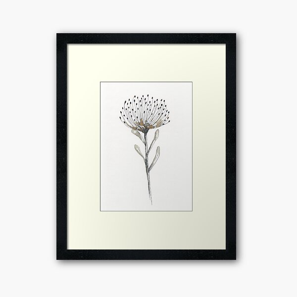 Pin cushion protea Framed Art Print