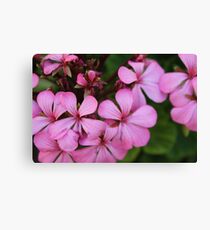 Pink flowers Canvas Print