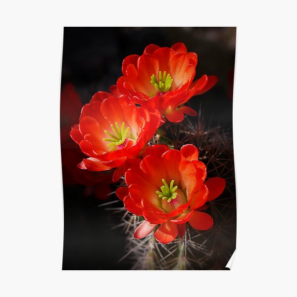 Red Hedgehog Poster