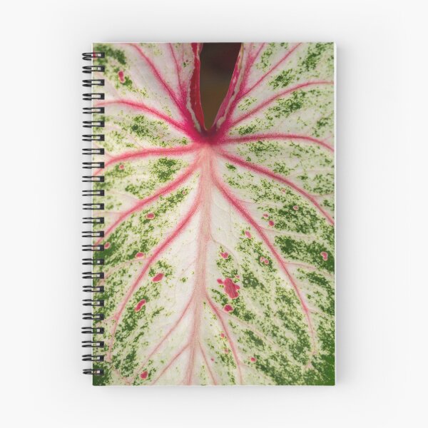 Item preview, Caladium Bicolor Close Up designed and sold by Chee Sim.