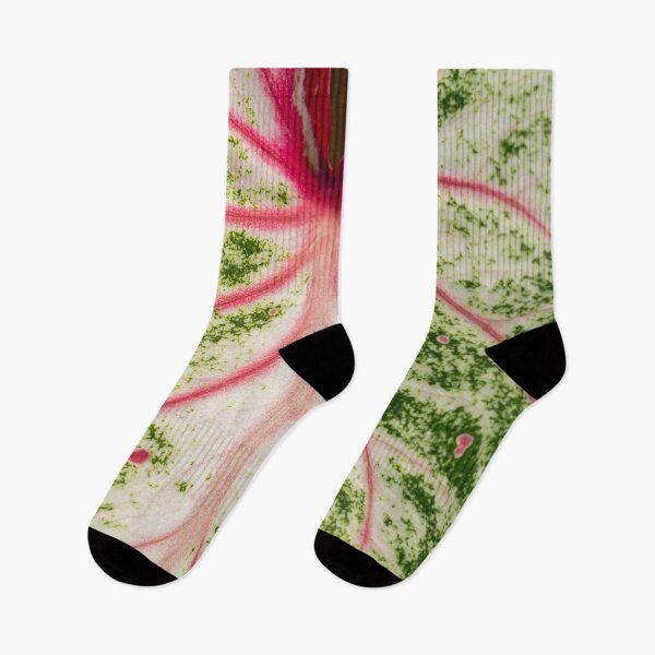 Item preview, Caladium Bicolor Close Up designed and sold by Chee Sim.
