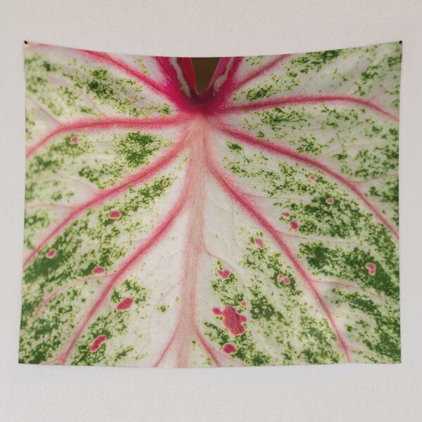 Item preview, Caladium Bicolor Close Up designed and sold by Chee Sim.