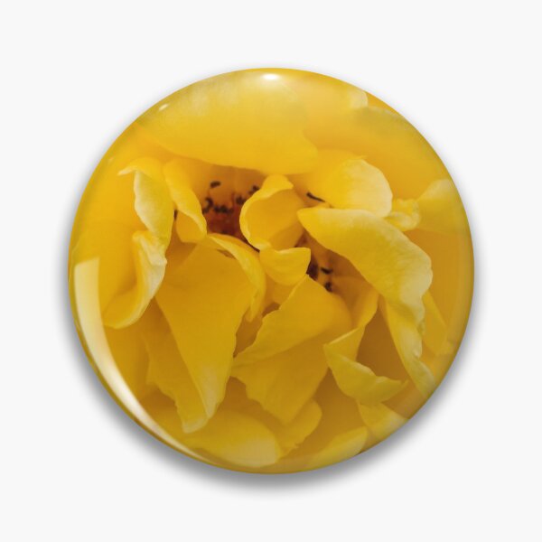 Item preview, Blooming Mellow Yellow Floribunda rose in the garden designed and sold by Chee Sim.