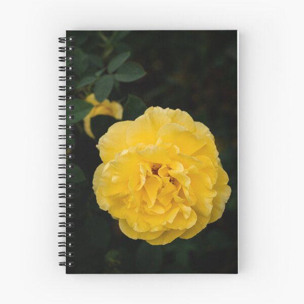 Item preview, Blooming Mellow Yellow Floribunda rose in the garden designed and sold by Chee Sim.
