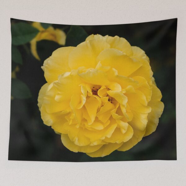 Item preview, Blooming Mellow Yellow Floribunda rose in the garden designed and sold by Chee Sim.